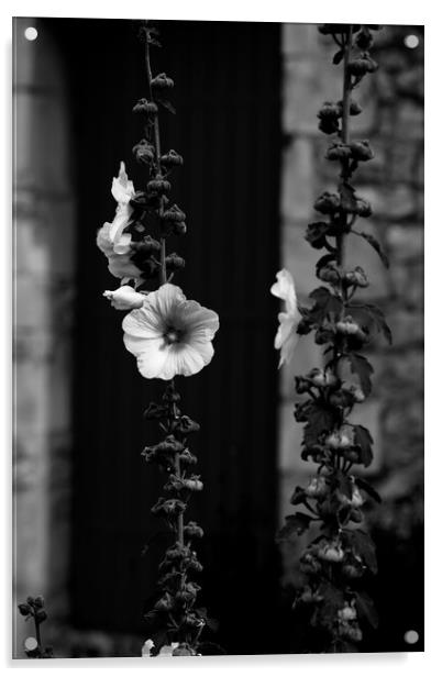 Closeup of a Hollyhock in black & white Acrylic by youri Mahieu