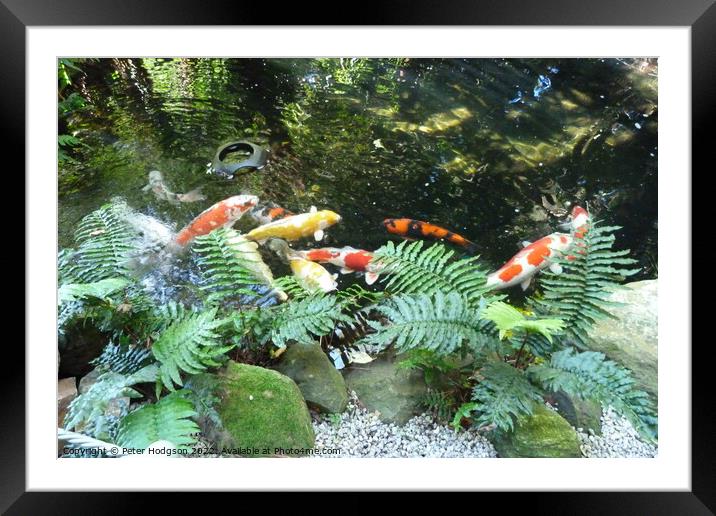 The delight of fish swimming Framed Mounted Print by Peter Hodgson