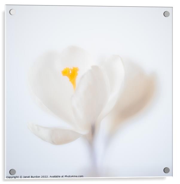White Crocus Acrylic by Janet Burdon