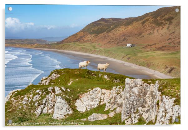 Rhossili Sheep Acrylic by David Hare