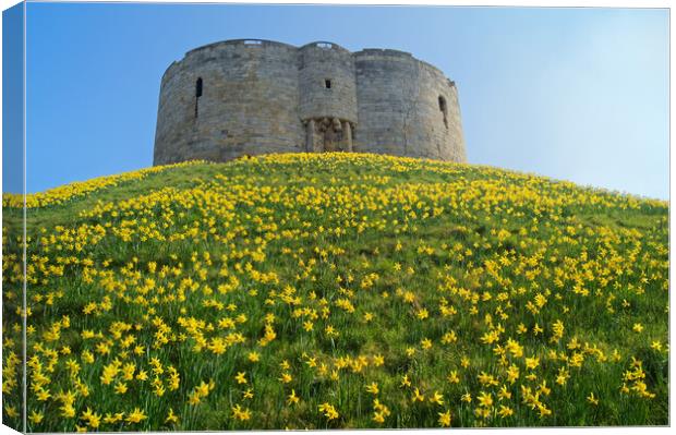 Cliffords Tower, York in Spring Canvas Print by Darren Galpin