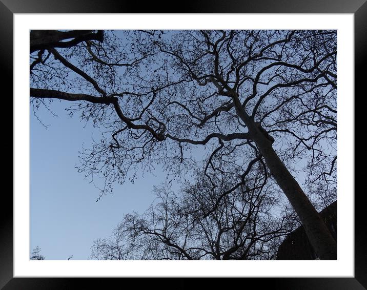 Twilight  Trees in Leicester Square Framed Mounted Print by John Bridge