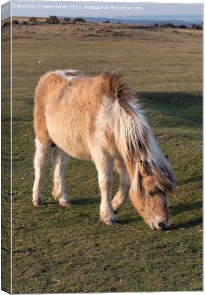 Cute Dartmoor Pony Canvas Print by Kevin White