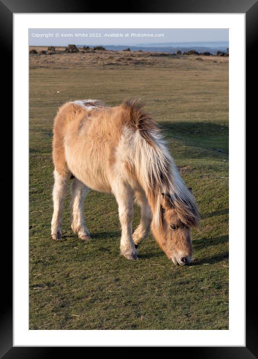 Cute Dartmoor Pony Framed Mounted Print by Kevin White