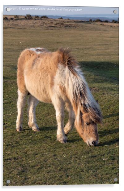 Cute Dartmoor Pony Acrylic by Kevin White