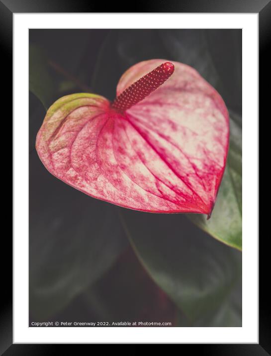 Pink Anthurium At Kew Gardens, Richmond Framed Mounted Print by Peter Greenway