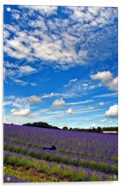 Lavender Field Summer Flowers Cotswolds England Acrylic by Andy Evans Photos