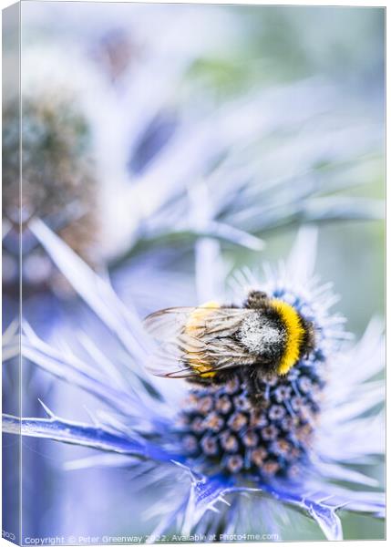 Bumble Bee On A Scottish Thistle Canvas Print by Peter Greenway