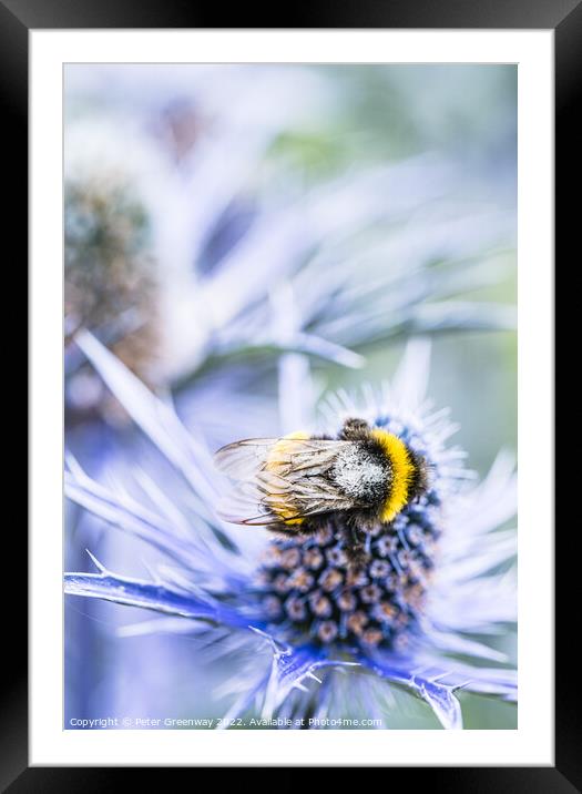 Bumble Bee On A Scottish Thistle Framed Mounted Print by Peter Greenway