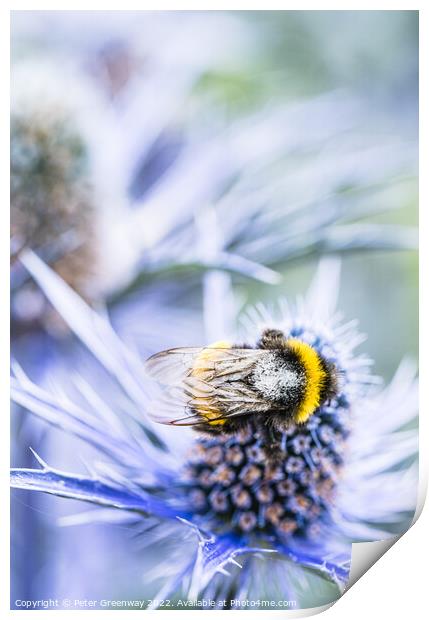 Bumble Bee On A Scottish Thistle Print by Peter Greenway