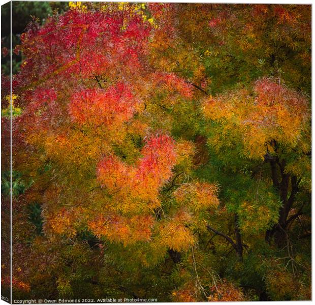 Autumnal Impression Canvas Print by Owen Edmonds