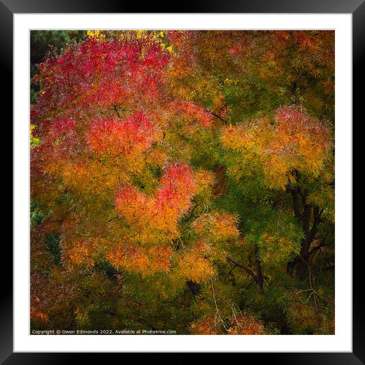Autumnal Impression Framed Mounted Print by Owen Edmonds