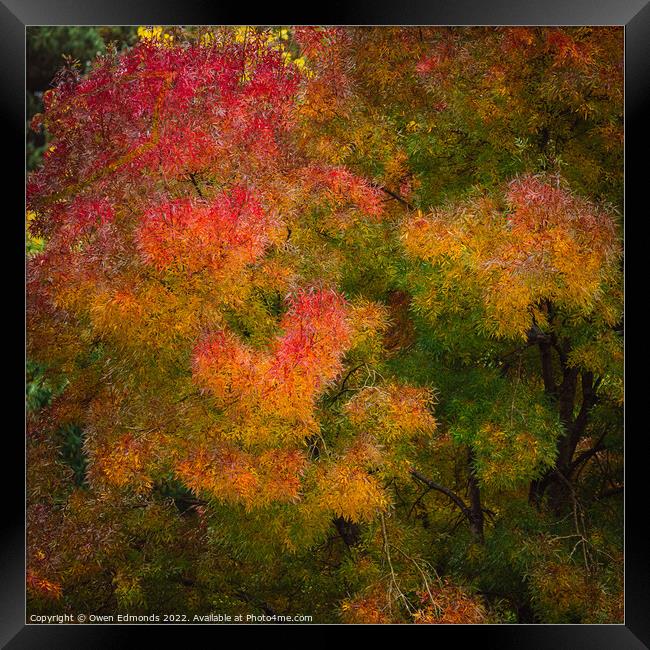 Autumnal Impression Framed Print by Owen Edmonds