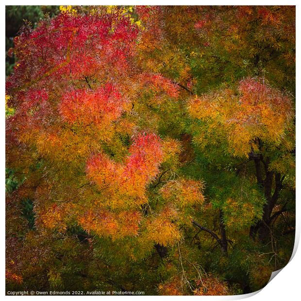 Autumnal Impression Print by Owen Edmonds