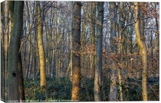 Sunlight in the woods Canvas Print by Andy Shackell