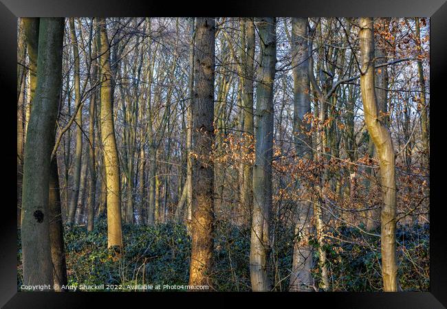 Sunlight in the woods Framed Print by Andy Shackell