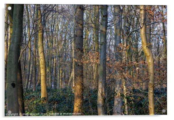 Sunlight in the woods Acrylic by Andy Shackell