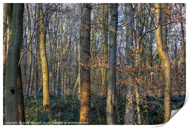Sunlight in the woods Print by Andy Shackell