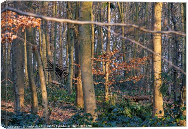 Spring Sun in the Woods Canvas Print by Andy Shackell