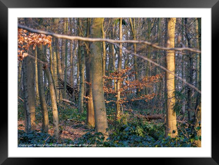 Spring Sun in the Woods Framed Mounted Print by Andy Shackell