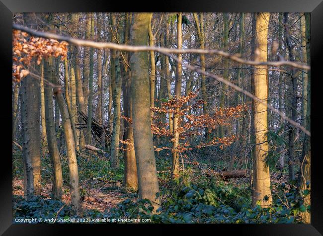Spring Sun in the Woods Framed Print by Andy Shackell