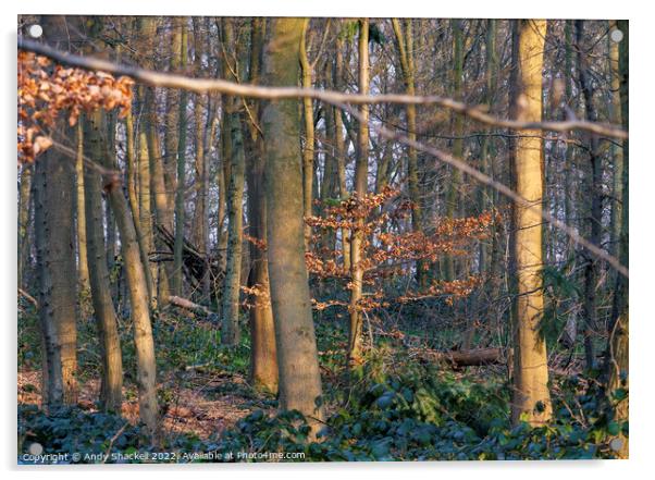 Spring Sun in the Woods Acrylic by Andy Shackell
