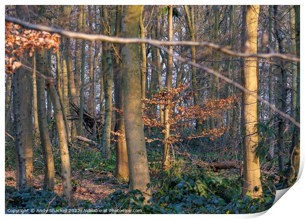 Spring Sun in the Woods Print by Andy Shackell