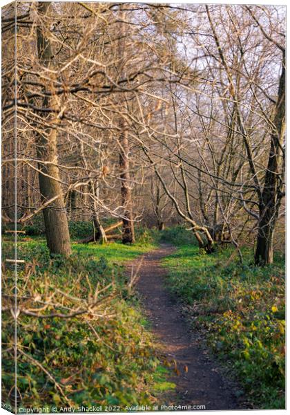 Forest path Canvas Print by Andy Shackell