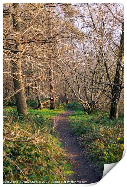 Forest path Print by Andy Shackell