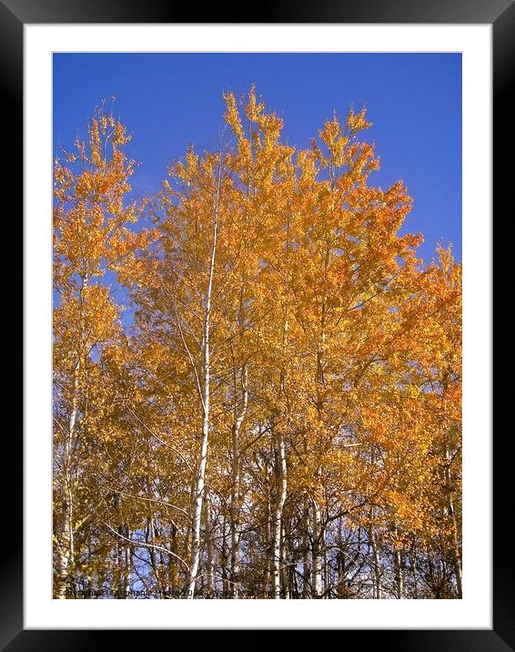 Silver Birch Trees Framed Mounted Print by Stephanie Moore