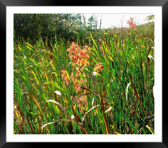 Fall Lieaves Framed Mounted Print by Stephanie Moore