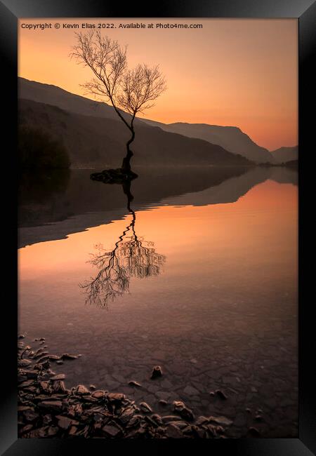 Solitary Splendour: Llyn Padarn's Lone Tree Framed Print by Kevin Elias
