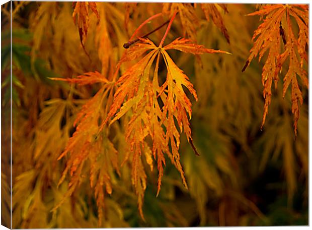 Flaming Leaves Canvas Print by Jacqi Elmslie