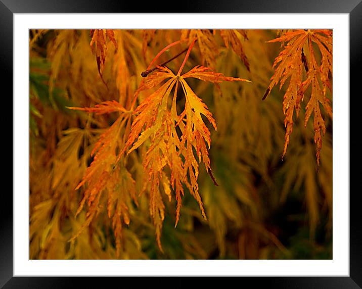 Flaming Leaves Framed Mounted Print by Jacqi Elmslie