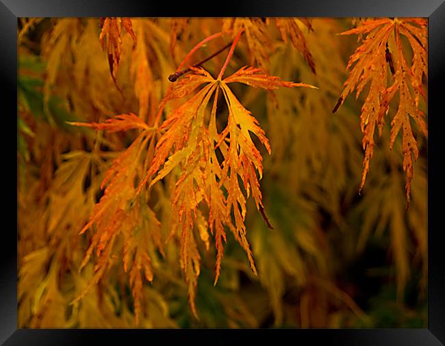 Flaming Leaves Framed Print by Jacqi Elmslie