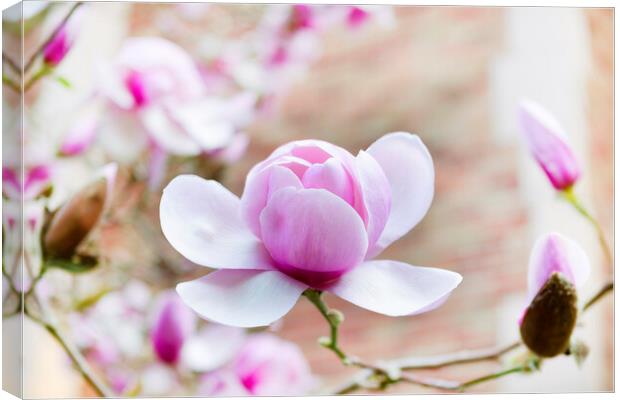 Blooming large magnolia pink flower during springtime  Canvas Print by Thomas Baker
