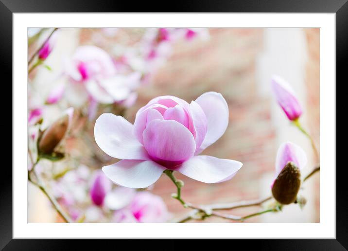 Blooming large magnolia pink flower during springtime  Framed Mounted Print by Thomas Baker