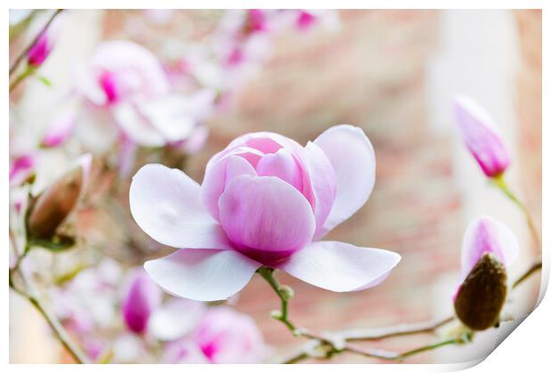 Blooming large magnolia pink flower during springtime  Print by Thomas Baker
