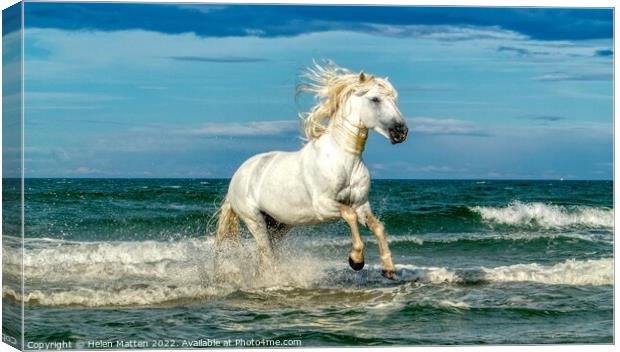 White Camargue Stallion in the sea 2 Canvas Print by Helkoryo Photography