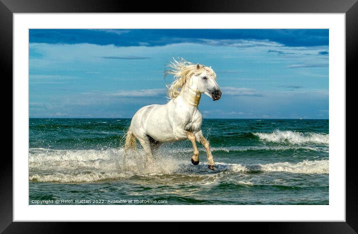 White Camargue Stallion in the sea 2 Framed Mounted Print by Helkoryo Photography