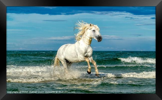 White Camargue Stallion in the sea 2 Framed Print by Helkoryo Photography