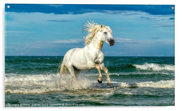 White Camargue Stallion in the sea 2 Acrylic by Helkoryo Photography