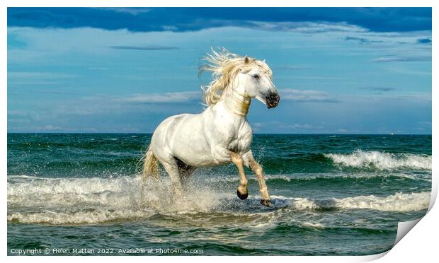 White Camargue Stallion in the sea 2 Print by Helkoryo Photography