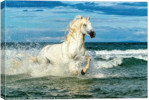 White Camargue Stallion in the sea 3 Canvas Print by Helkoryo Photography