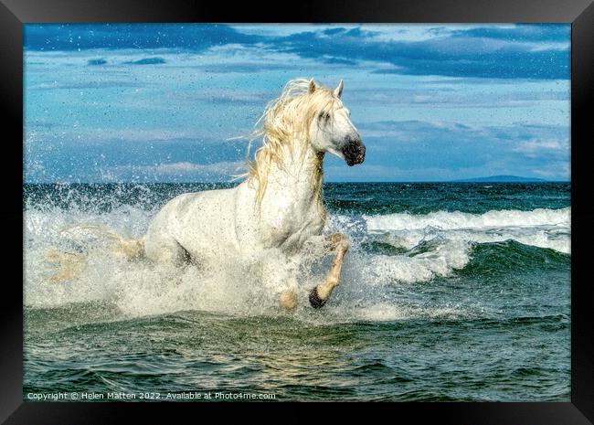 White Camargue Stallion in the sea 3 Framed Print by Helkoryo Photography