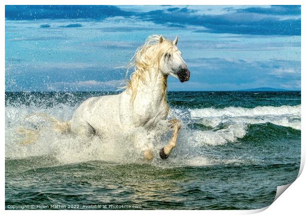 White Camargue Stallion in the sea 3 Print by Helkoryo Photography