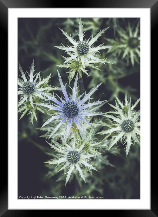 Eryngium Thistle ( 'Big Blue' ) Framed Mounted Print by Peter Greenway