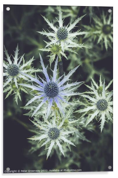 Eryngium Thistle ( 'Big Blue' ) Acrylic by Peter Greenway
