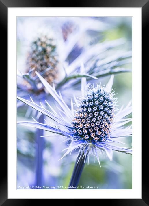 Eryngium Thistle ( 'Big Blue' ) Framed Mounted Print by Peter Greenway
