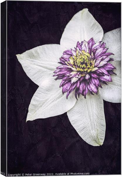 Purple Clematis Flower Canvas Print by Peter Greenway